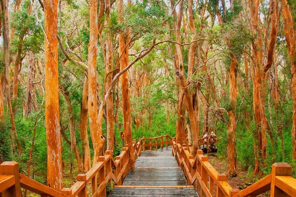 Arrayanes Forest and Victoria Island